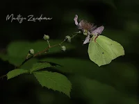 Citroenvlinder [Gonepteryx rhamni]